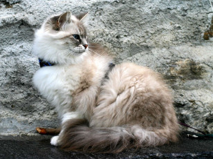 Картинка животные коты cat невская маскарадная