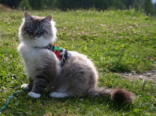 Картинка животные коты трава невская маскарадная