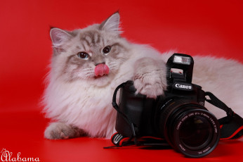 Картинка животные коты невская маскарадная фотоаппарат