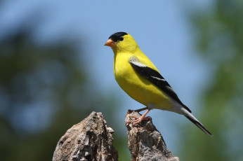 Картинка животные птицы жёлтый