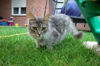 Картинка животные коты cat невская маскарадная трава