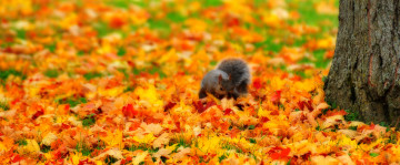 Картинка животные белки осень листья