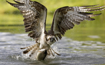Картинка животные птицы хищники добыча рыба