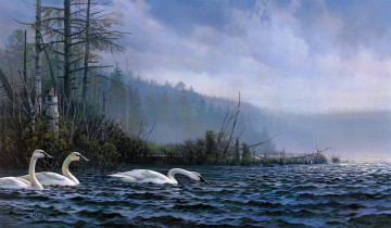 Картинка swan lake рисованные don kloetzke озеро лебеди