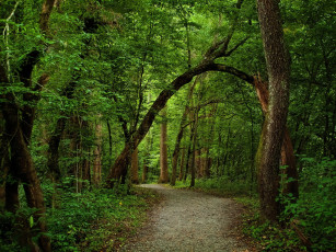 Картинка природа дороги деревья лес тропинка зелень лето