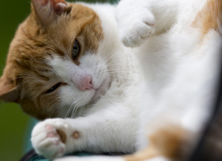 Картинка животные коты мордочка лапки рыже-белый кот