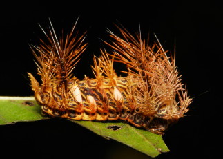 Картинка животные гусеницы itchydogimages гусеница лист макро