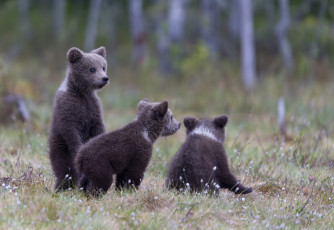 Картинка животные медведи зелень трава медвежата деревья природа лес