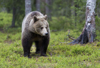 Картинка животные медведи зелень деревья природа лес медведь трава