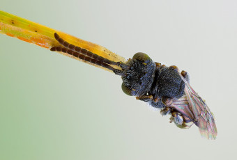 Картинка животные пчелы +осы +шмели жук макро травинка зелёный фон
