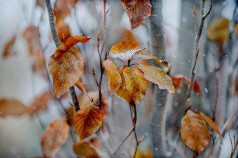 Картинка природа листья снег желтые осенние ветки дерево