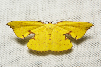 Картинка животные бабочки полотно макро itchydogimages мотылёк жёлтая бабочка вязаное насекомое