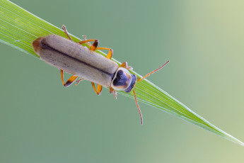 Картинка животные насекомые фон насекомое жук травинка макро