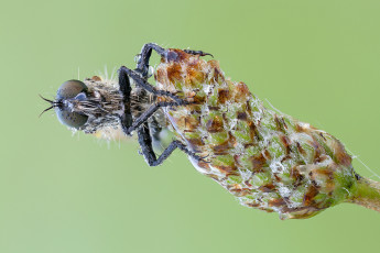 Картинка животные насекомые капли роса макро фон утро насекомое