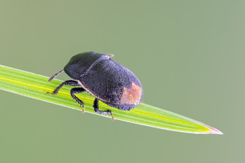 Картинка животные насекомые травинка фон утро насекомое макро