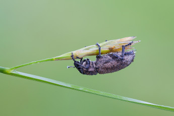 Картинка животные насекомые травинка макро фон насекомое жук капли роса утро