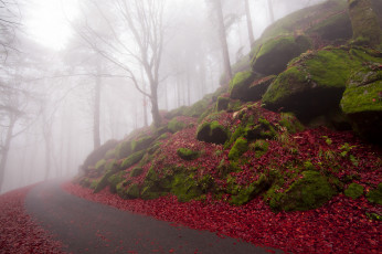 обоя природа, дороги, лес, дорога, туман, осень, красные, листья