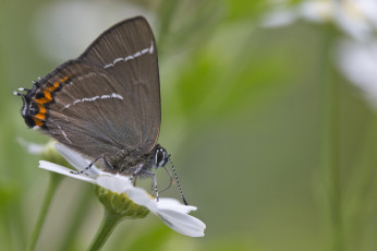 Картинка животные бабочки насекомое утро усики крылья зелёный фон макро бабочка