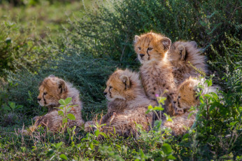 Картинка животные гепарды трава куст детеныши