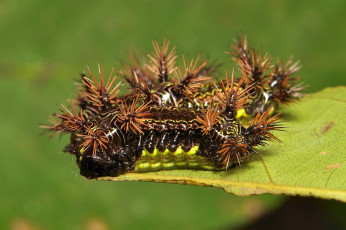 Картинка животные гусеницы шипастые коричневые itchydogimages макро веточка листья