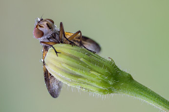 Картинка животные насекомые бутон зелёный фон макро капли роса насекомое утро муха травинка