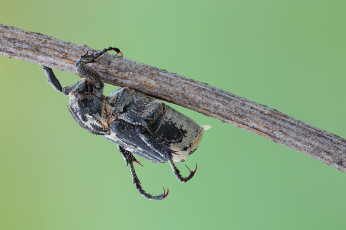 Картинка животные насекомые макро фон жук насекомое травинка