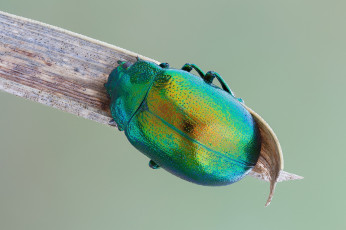 Картинка животные насекомые макро насекомое фон жук травинка