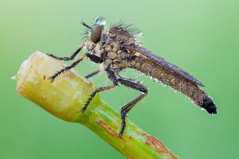 Картинка животные насекомые макро утро насекомое бутон зелёный фон капли роса муха травинка