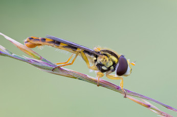 Картинка животные насекомые насекомое макро утро травинка фон