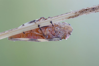 Картинка животные насекомые роса утро травинка жучок жук насекомое макро