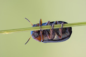 Картинка животные насекомые травинка зелёный фон жук макро