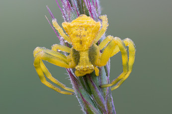 Картинка животные пауки роса капли паук насекомое утро фон макро жёлтый