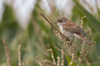 Картинка животные птицы природа птичка трава