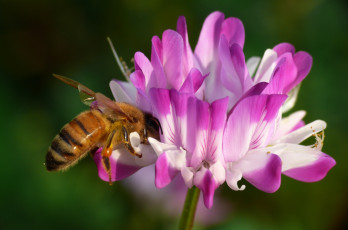 Картинка животные пчелы +осы +шмели розовые пчела макро фон цветы