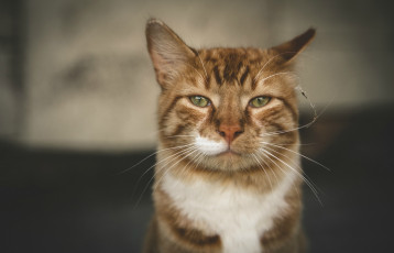 Картинка животные коты портрет бело-рыжий кот взгляд