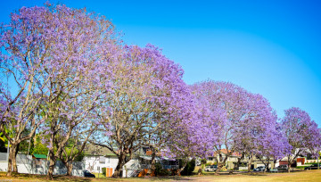 Картинка природа деревья цветкение цветущие дома небо