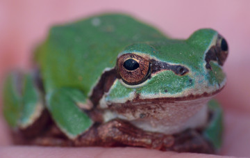 Картинка животные лягушки фон глаз зелёная розовый макро лягушка