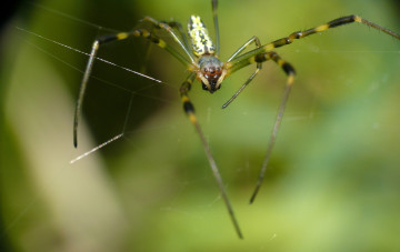 Картинка животные пауки фон утро паук насекомое макро