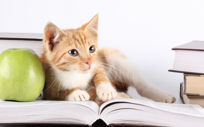 Обои картинки фото животные, коты, яблоко, книга, взгляд
