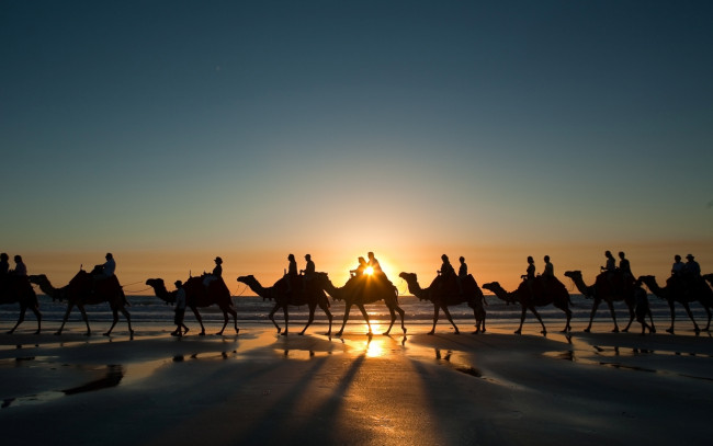 Обои картинки фото животные, верблюды, закат, караван, пустыня