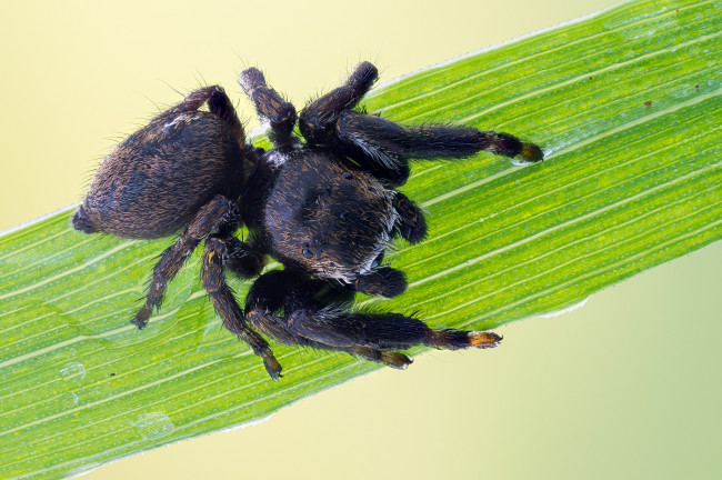 Обои картинки фото животные, пауки, насекомое, утро, паук, чёрный, травинка, зелёный, фон, макро