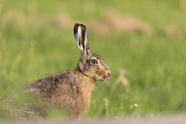 Обои картинки фото животные, кролики,  зайцы, природа, трава, кролик