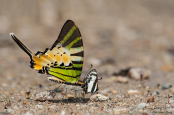 Картинка животные бабочки +мотыльки +моли усики крылья бабочка макро фон