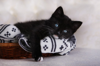 Картинка животные коты чёрный котёнок голубые глаза взгляд