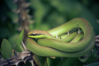 Картинка животные змеи +питоны +кобры фон природа змея