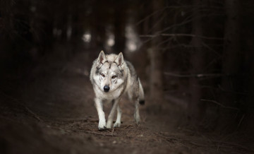 Картинка животные волки +койоты +шакалы природа лес волк