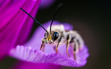 Картинка животные пчелы +осы +шмели фон макро насекомое