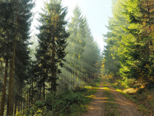 Картинка природа дороги дорога лучи лес