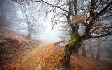 Картинка природа лес туман осень дорога склон