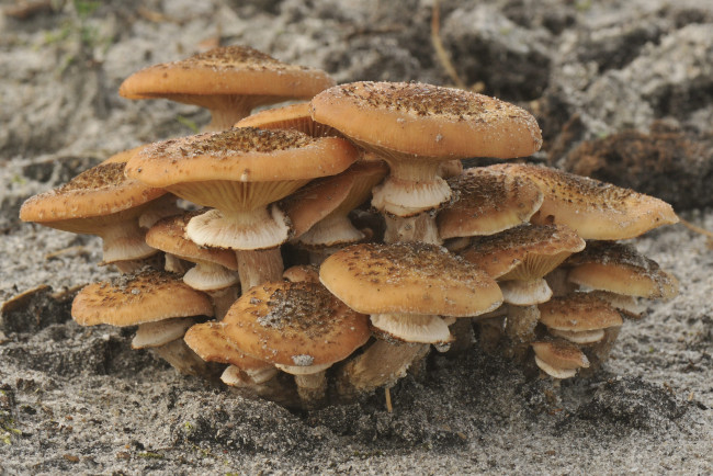 Обои картинки фото природа, грибы, грибочки